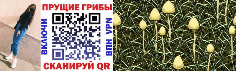 Галлюциногенные грибы прущие грибы  Отрадное 